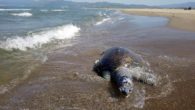 Ölü yeşil deniz kaplumbağası kıyıya vurdu