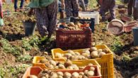 Patates üreticileri ithalatın kendilerine zararı olduğunu belirtiyor