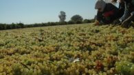 Çekirdeksiz kuru üzüm ihracatı 500 milyon doları aştı