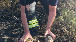 Sazlık Alandaki Yangında Kaplumbağaları İtfaiye Kurtardı
