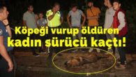 Bafra’da Köpeğe Çarparak Öldüren Kadın Sürücü Olay Yerinden Kaçtı