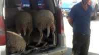 Araç bagajında koyun hırsızlığı