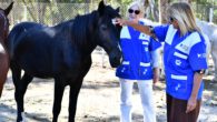 Faytonlar kaldırılmıştı, o atlar artık İzmir Doğal Yaşam Parkında