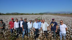 Başkan Serdar Aksoy’dan pamuk üreticisine büyük destek