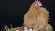 Tavuk Eti Üretimi Yüzde 7,4 Arttı