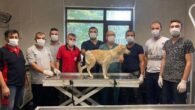 Samsunda Yaralı köpek 1 ayda tedavi edildi