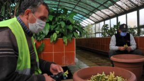 Samsun Büyükşehir kendi süs bitkisini üretiyor
